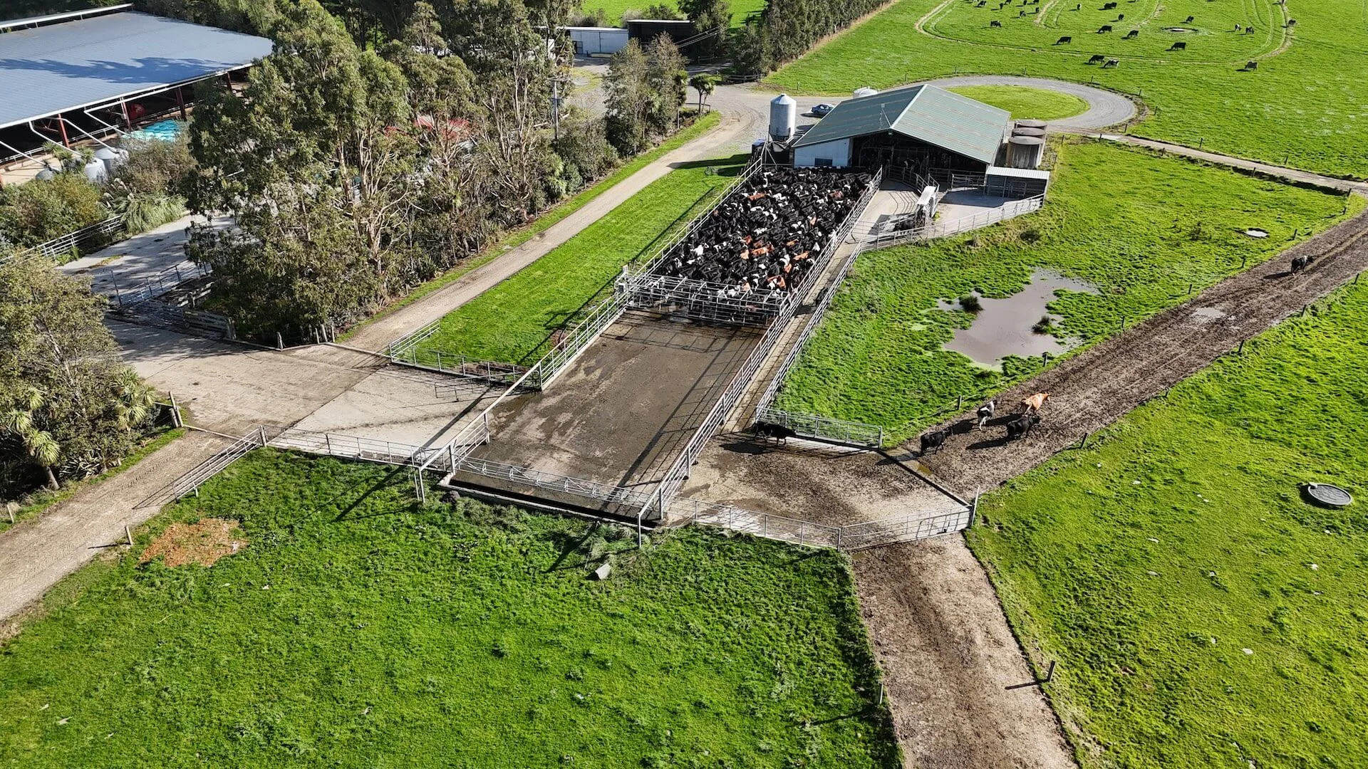 Dronebeeld van een moderne melkveehouderij met een grote groep koeien op het erf, omgeven door groene weides, stallen en een melkinstallatie